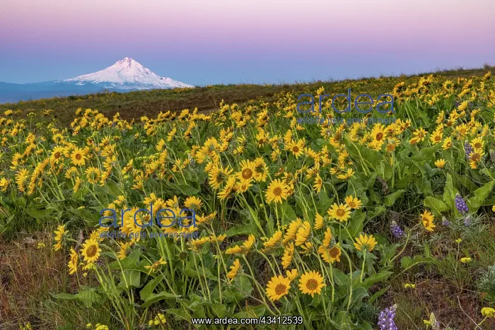 : Spring wildflowers in full bloom on Dalles Mountain : Spring wildflowers in full bloom on Dalles Mountain