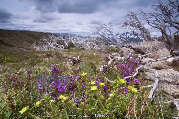 : spring wildflowers - blooming alpine hovea and : spring wildflowers - blooming alpine hovea and