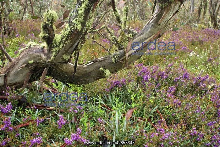 : spring wildflowers - blooming Alpine Hovea in a : spring wildflowers - blooming Alpine Hovea in a