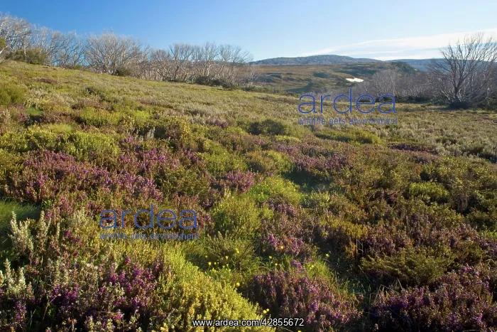 : Spring wildflowers - colourful blooming heathland : Spring wildflowers - colourful blooming heathland
