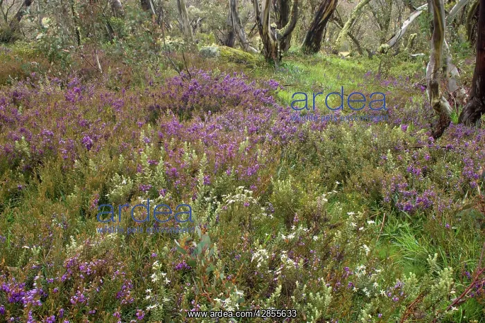 : spring wildflowers - flower mix of blooming Alpine : spring wildflowers - flower mix of blooming Alpine