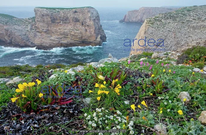 : Spring wildflowers including narcissi and mediterranean : Spring wildflowers including narcissi and mediterranean