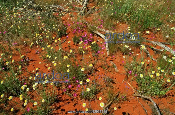 : Spring Wildflowers - Poached egg daisy, Parakeelya : Spring Wildflowers - Poached egg daisy, Parakeelya