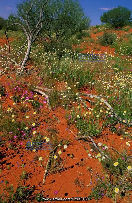 : Spring Wildflowers - Poached egg daisy, Parakeelya : Spring Wildflowers - Poached egg daisy, Parakeelya