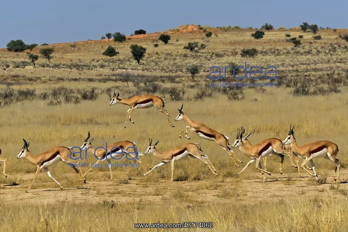 : Springbocks Herd ( Antidorcas marsupialis ), Kgalagadi : Springbocks Herd ( Antidorcas marsupialis ), Kgalagadi