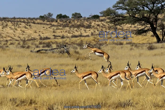 : Springbocks Herd ( Antidorcas marsupialis ), Kgalagadi : Springbocks Herd ( Antidorcas marsupialis ), Kgalagadi