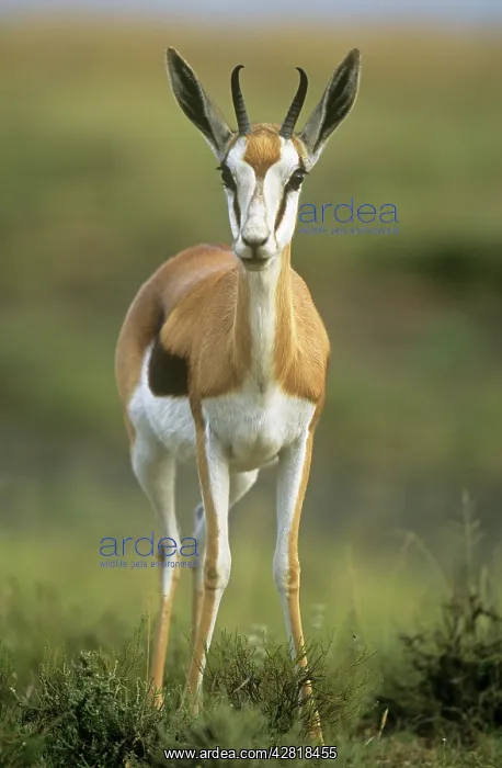: Springbok (Antidorcas marsupialis). South Africa : Springbok (Antidorcas marsupialis). South Africa