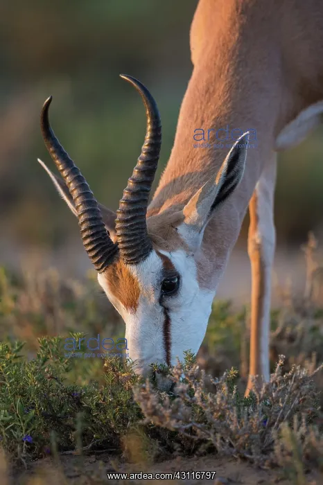 : Springbok. Male Springbok (Antidorcas marsupialis) grazing portrait at sunrise : Springbok. Male Springbok (Antidorcas marsupialis) grazing portrait at sunrise