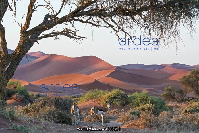 : Springbok (Antidorcas marsupialis) gazelle foraging in sand dunes : Springbok (Antidorcas marsupialis) gazelle foraging in sand dunes