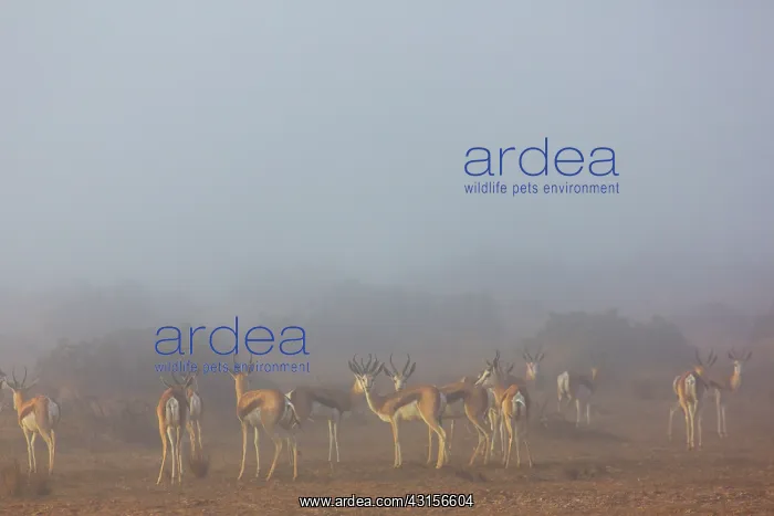 : Springbok. A herd of Springbok (Antiforcas marsupials) in early morning coastal fog : Springbok. A herd of Springbok (Antiforcas marsupials) in early morning coastal fog