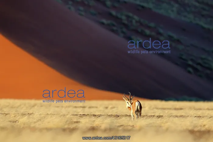 : Springbok. Male Springbok (Antidorcas marsupialis) purging coat with sand : Springbok. Male Springbok (Antidorcas marsupialis) purging coat with sand
