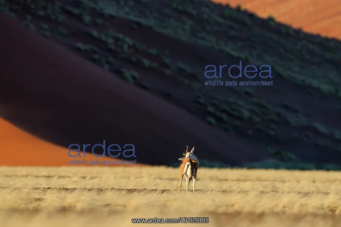 : Springbok. Male Springbok (Antidorcas marsupialis) purging coat with sand : Springbok. Male Springbok (Antidorcas marsupialis) purging coat with sand