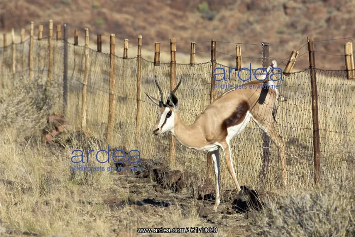 : Springbok (Antidorcas marsupialis) trapped in fence : Springbok (Antidorcas marsupialis) trapped in fence