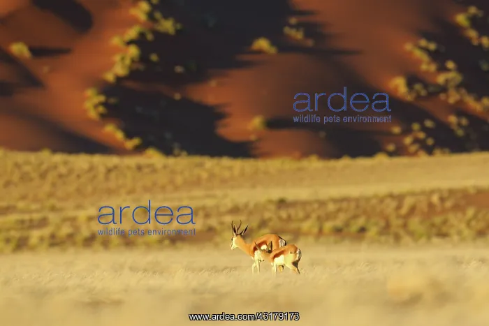 : Springbok. Female Springbok (Antidorcas marsupialis) with lamb walking : Springbok. Female Springbok (Antidorcas marsupialis) with lamb walking
