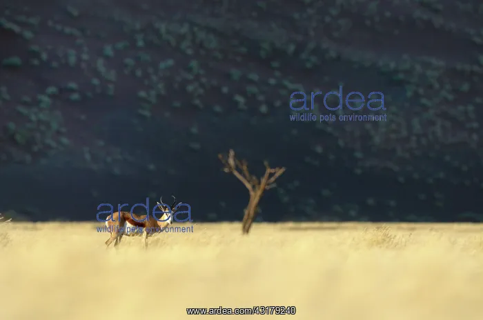 : Springbok (Antidorcas marsupialis) male standing in dry grassland with : Springbok (Antidorcas marsupialis) male standing in dry grassland with