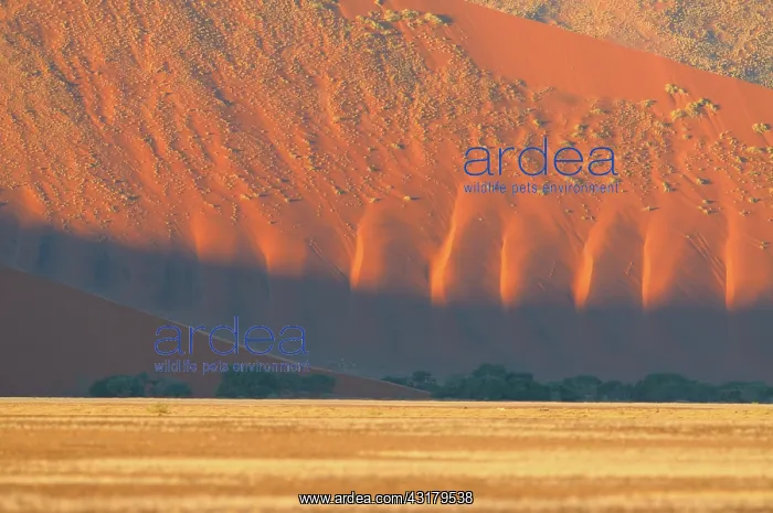 : Springbok. Overview of dry landscape with grassy plain and sand dunes in background : Springbok. Overview of dry landscape with grassy plain and sand dunes in background