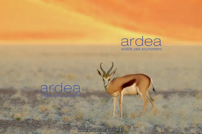 : Springbok. Male Springbok (Antidorcas marsupialis) standing on grassy plain : Springbok. Male Springbok (Antidorcas marsupialis) standing on grassy plain