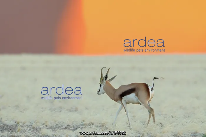 : Springbok. Male Springbok (Antidorcas marsupialis) walking on grassy plain : Springbok. Male Springbok (Antidorcas marsupialis) walking on grassy plain