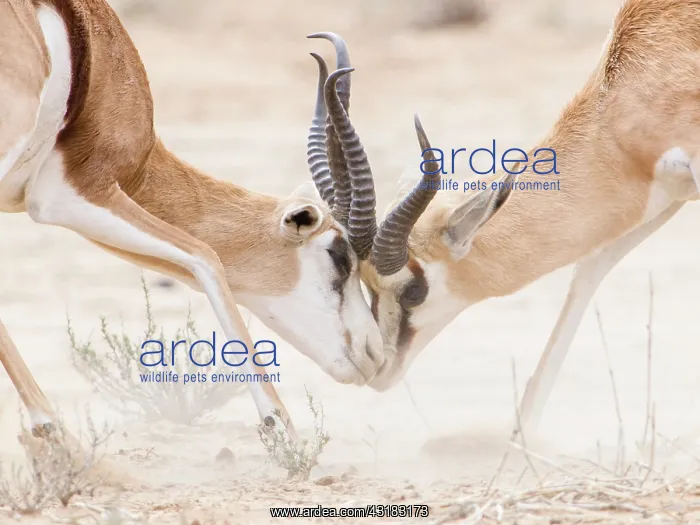 : Springbok. Two Springbok (Antidorcas marsupialis) fighting : Springbok. Two Springbok (Antidorcas marsupialis) fighting