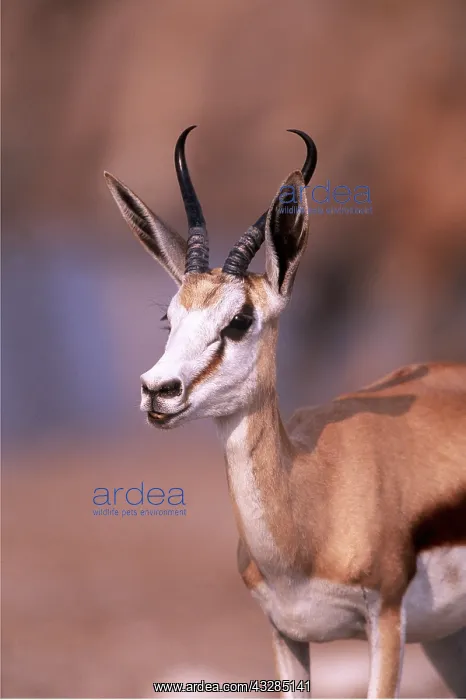 : Springbok : Springbok