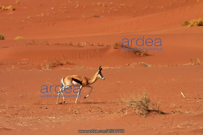  : Springbok (Antidorcas marsupialis), and