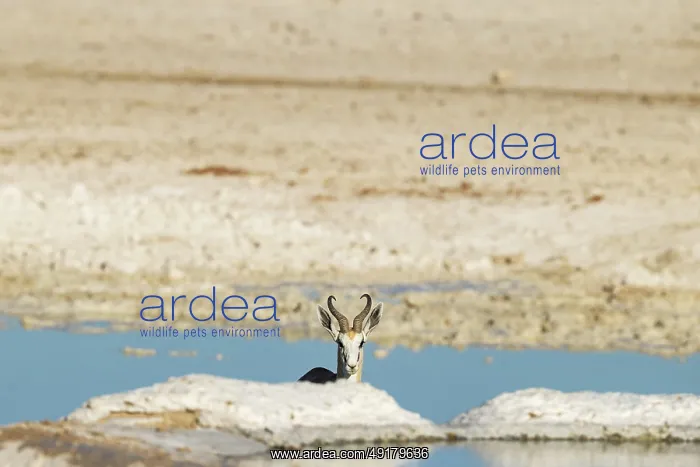 : Springbok (Antidorcas marsupialis) : Springbok (Antidorcas marsupialis)