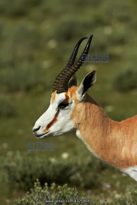 : Springbok, ( Antidorcas marsupialis ), Etosha : Springbok, ( Antidorcas marsupialis ), Etosha