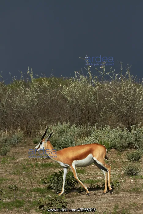 : Springbok, ( Antidorcas marsupialis ), Etosha : Springbok, ( Antidorcas marsupialis ), Etosha