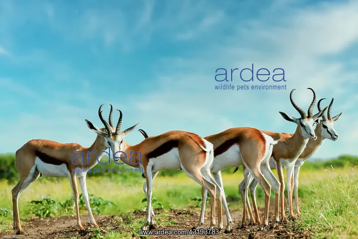 : Springbok (Antidorcas marsupialis). Madikwe Game : Springbok (Antidorcas marsupialis). Madikwe Game