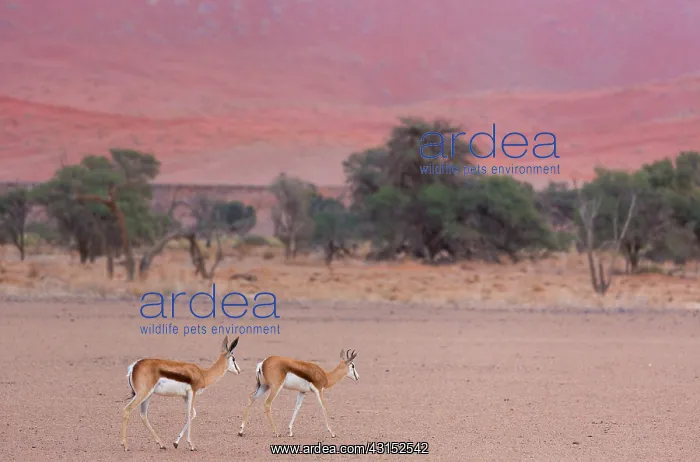 : Springbok (Antidorcas marsupialis), Namib Naukluft : Springbok (Antidorcas marsupialis), Namib Naukluft