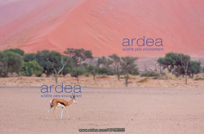 : Springbok (Antidorcas marsupialis), Namib Naukluft : Springbok (Antidorcas marsupialis), Namib Naukluft
