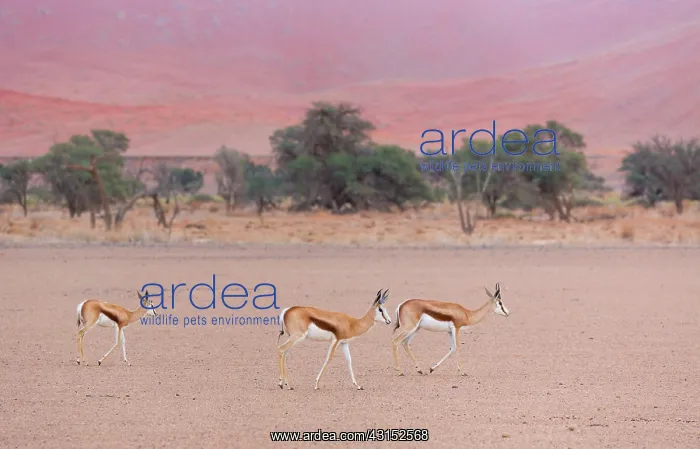 : Springbok (Antidorcas marsupialis), Namib Naukluft : Springbok (Antidorcas marsupialis), Namib Naukluft