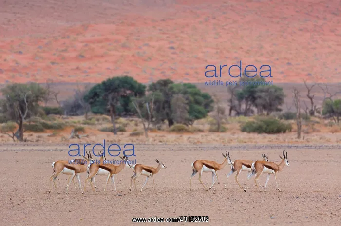 : Springbok (Antidorcas marsupialis), Namib Naukluft : Springbok (Antidorcas marsupialis), Namib Naukluft