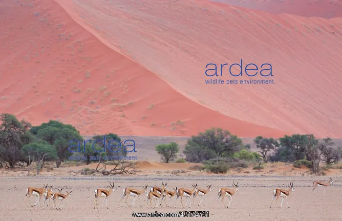 : Springbok (Antidorcas marsupialis), Namib Naukluft : Springbok (Antidorcas marsupialis), Namib Naukluft