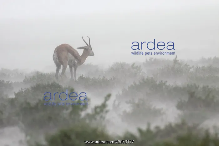 : Springbok (Antidorcas marsupialis) in the stormy : Springbok (Antidorcas marsupialis) in the stormy