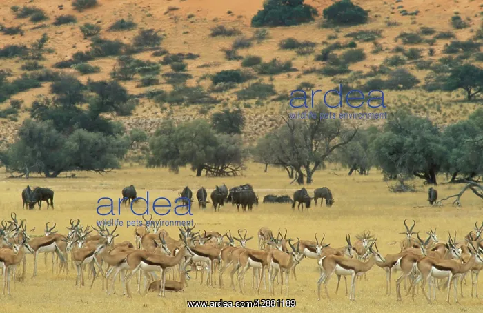 : Springbok - In the background Blue Wildebeest (Connochaetes : Springbok - In the background Blue Wildebeest (Connochaetes