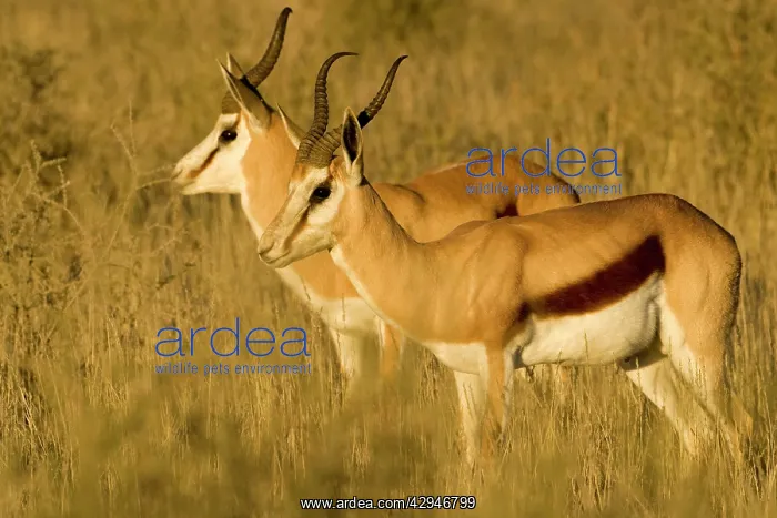 : Springbok - Bathed in early morning light : Springbok - Bathed in early morning light