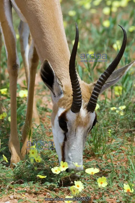 : Springbok close-up feeding on dubbeltjie flowers : Springbok close-up feeding on dubbeltjie flowers
