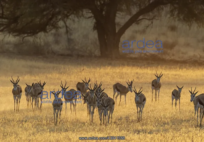 : Springbok - in the early morning in the dry Auob : Springbok - in the early morning in the dry Auob