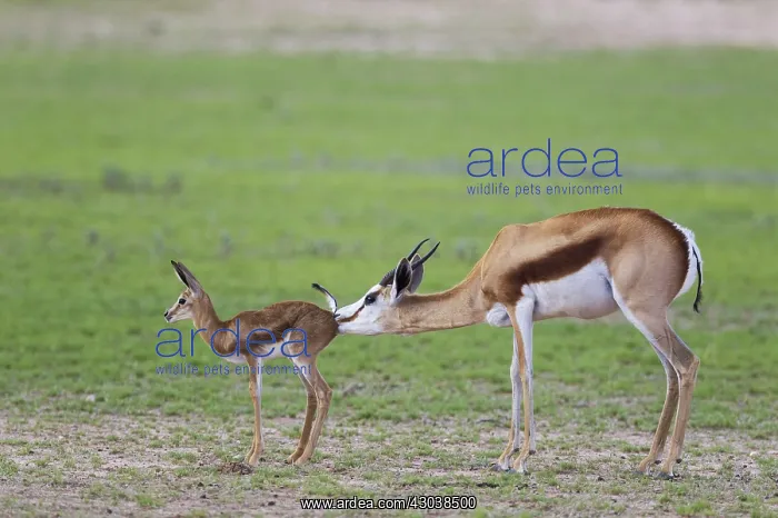 : Springbok - ewe cleans its newly born lamb - during : Springbok - ewe cleans its newly born lamb - during