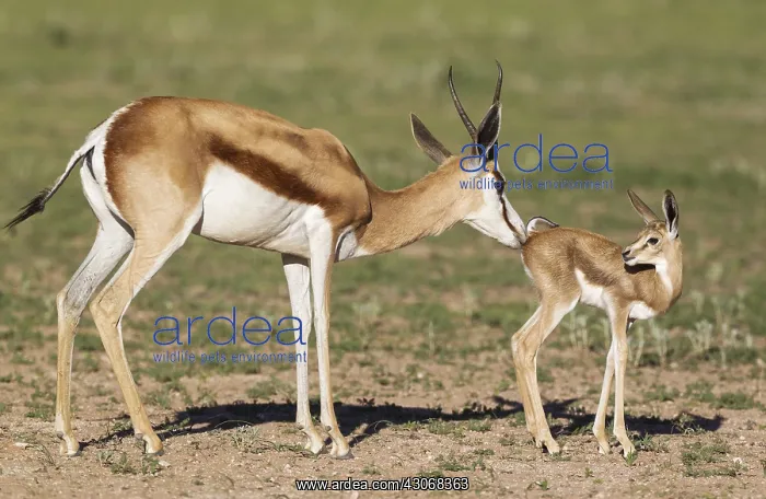 : Springbok - ewe cleans its newly born lamb - during : Springbok - ewe cleans its newly born lamb - during
