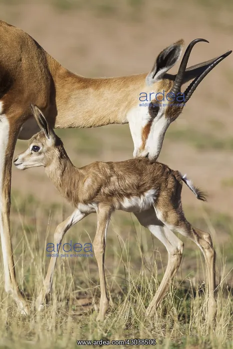 : Springbok - ewe grooms its just a few hours old : Springbok - ewe grooms its just a few hours old