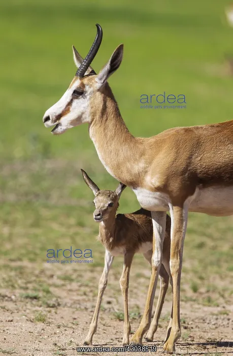  : Springbok - ewe with its just a few hours old lamb