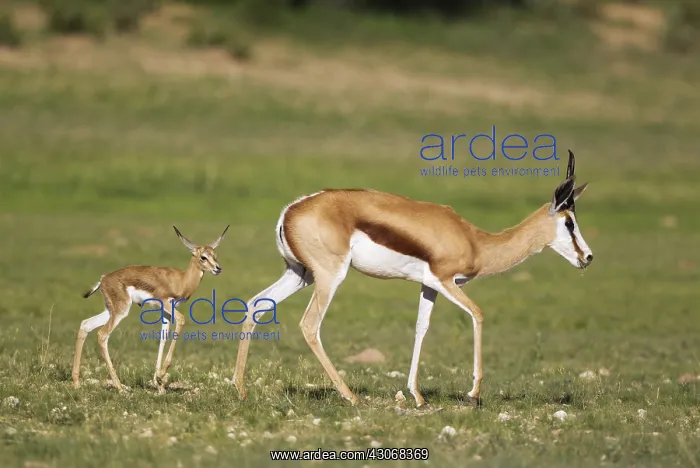 : Springbok - ewe with newly born lamb - during the : Springbok - ewe with newly born lamb - during the