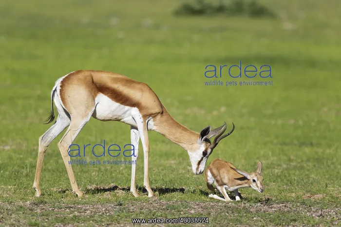 : Springbok - ewe stimulates its newly born lamb to : Springbok - ewe stimulates its newly born lamb to