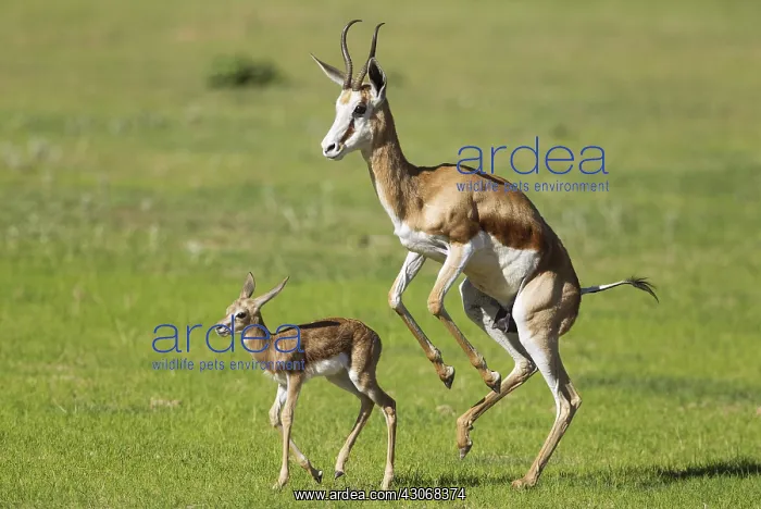 : Springbok - ewe stimulates its newly born lamb to : Springbok - ewe stimulates its newly born lamb to