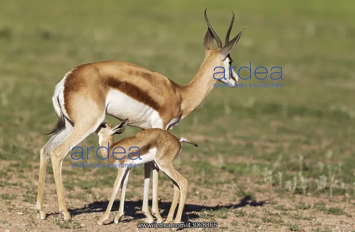 : Springbok - ewe with her suckling newly born lamb : Springbok - ewe with her suckling newly born lamb