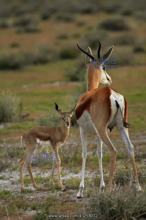 : Springbok fawn and mother, ( Antidorcas : Springbok fawn and mother, ( Antidorcas