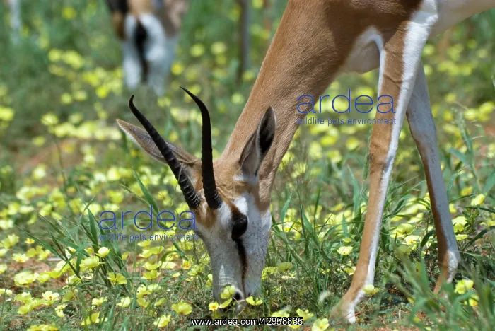 : Springbok feeding on dubbeltjie flowers after good rains : Springbok feeding on dubbeltjie flowers after good rains