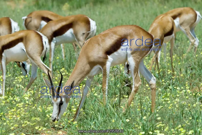 : Springbok feeding on dubbeltjie flowers after good rains : Springbok feeding on dubbeltjie flowers after good rains
